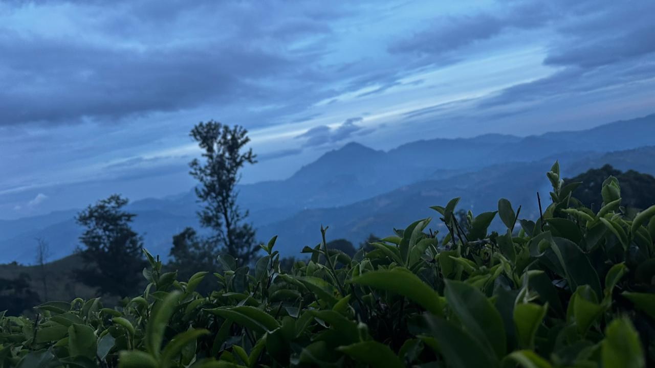 Tea leaves overlooking layered mountains beneath a blue evening sky