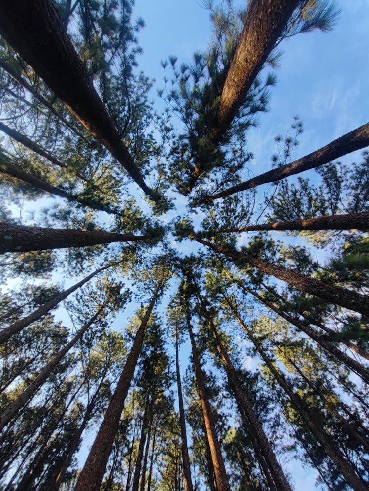 A view looking upward through a circle of tall pine trees