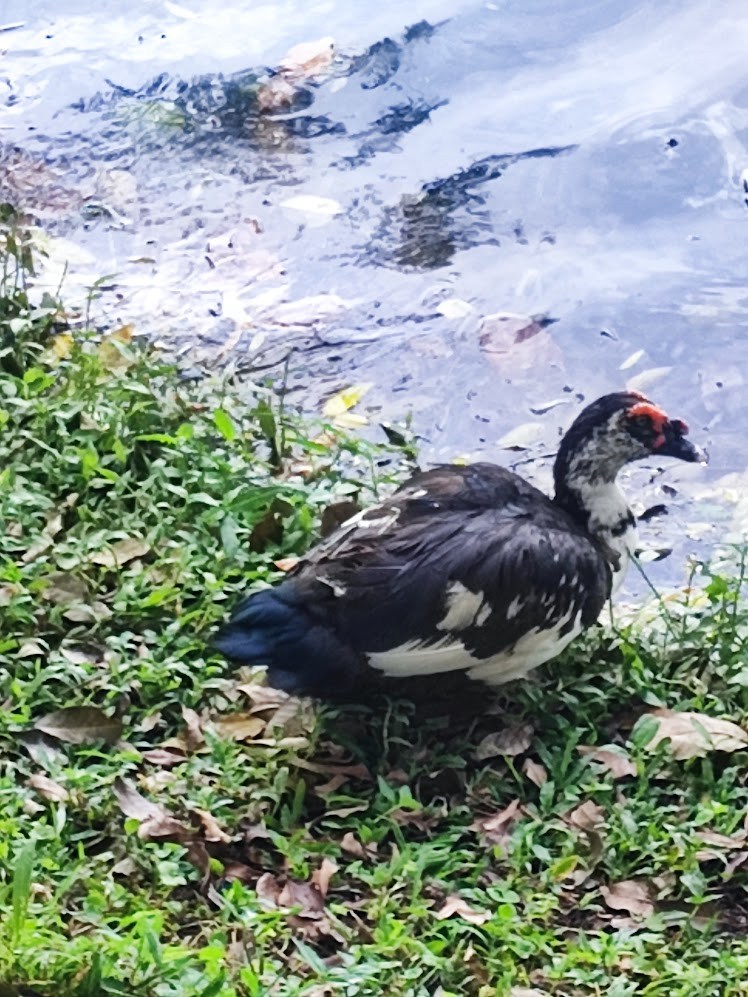 A black and white Muscovy duck standing beside a lake