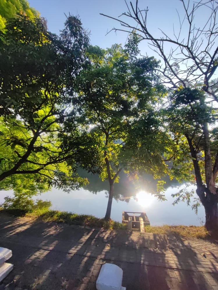 Morning sunlight through trees beside still water