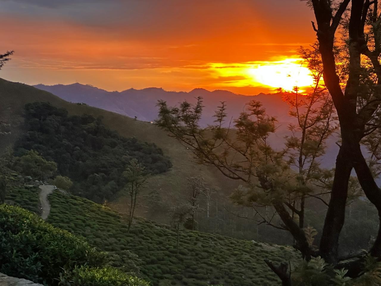 An orange sunset over tea-covered hills and silhouetted trees