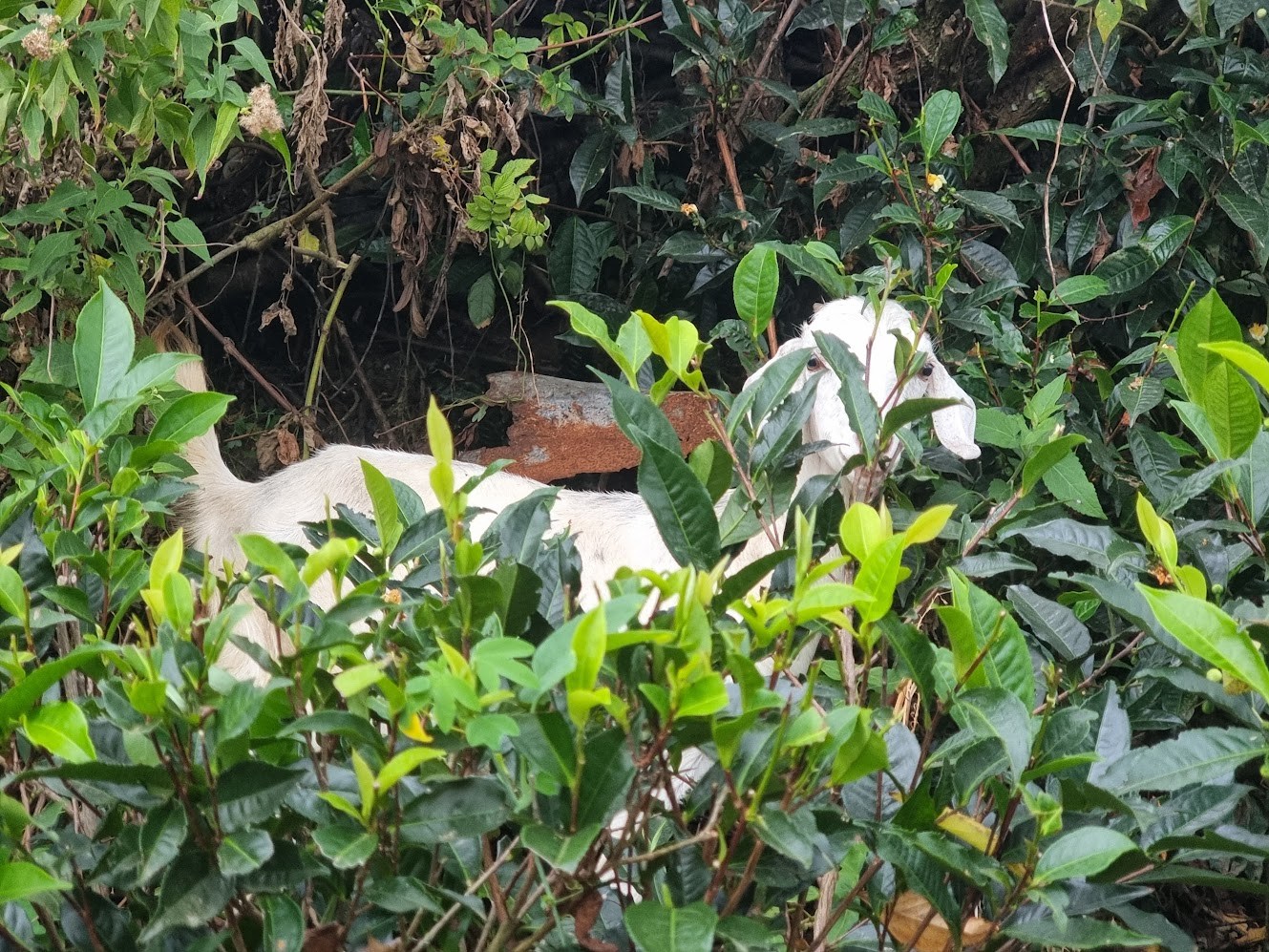 A white goat standing among dense tea bushes